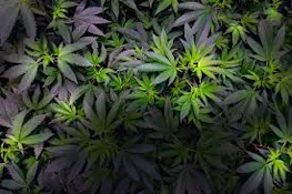 Blueberry Lemonade | Candy Factory | Bulk Flower