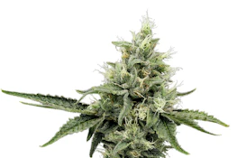 710 Labs - Flower - SB 36 #1 - 3.5g