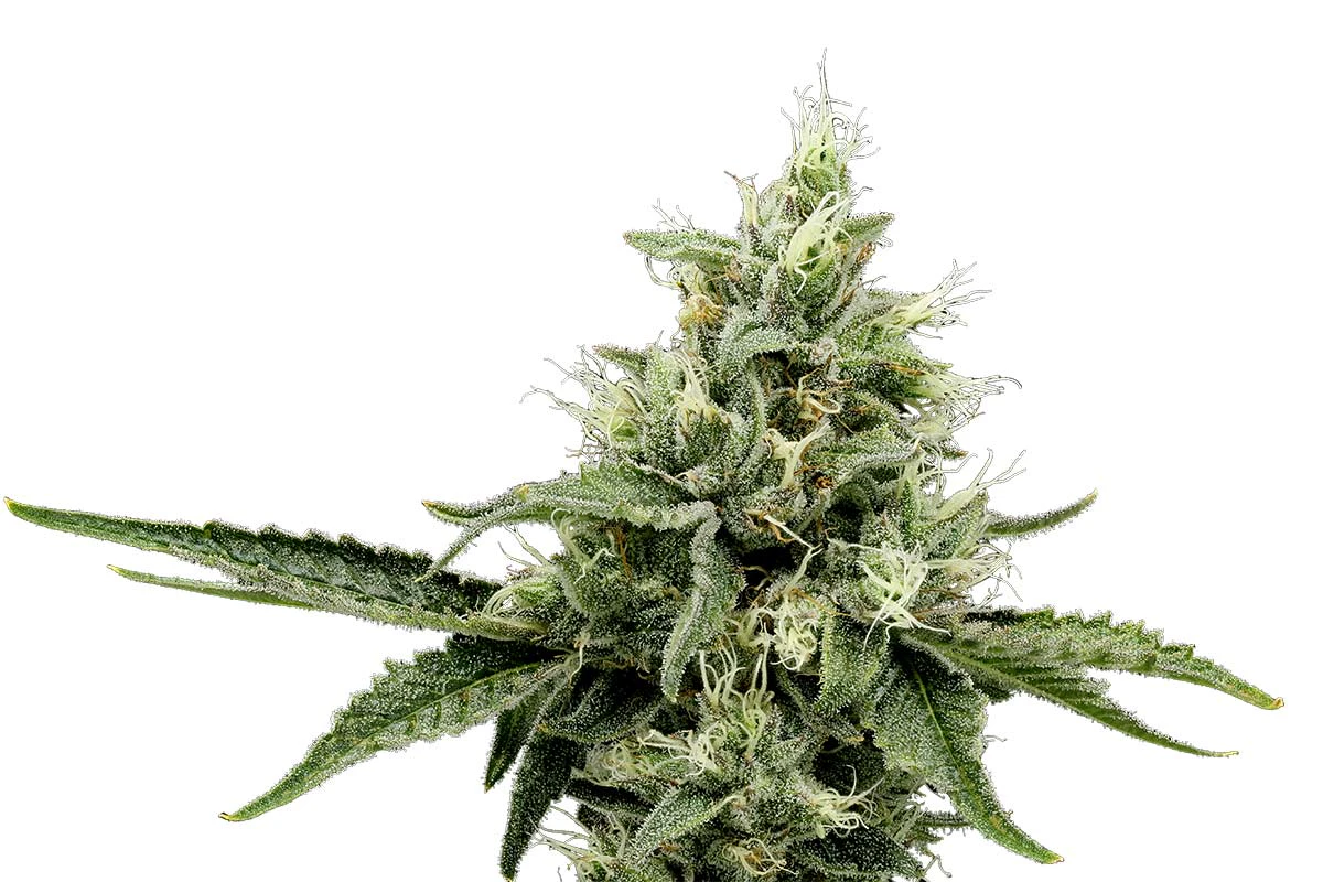 710 Labs - 710 Labs - Flower - SB 36 #1 - 3.5g Main Image