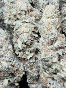Lavender Piff | FRAKTAL