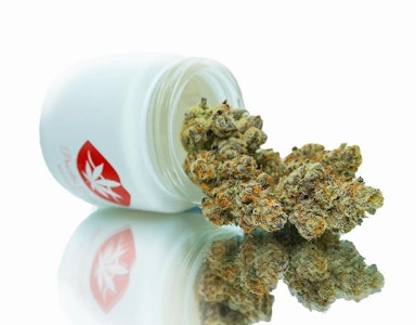 Priscilla's Garden - Priscilla's Garden | Fugazi Funk | 3.5G Sativa