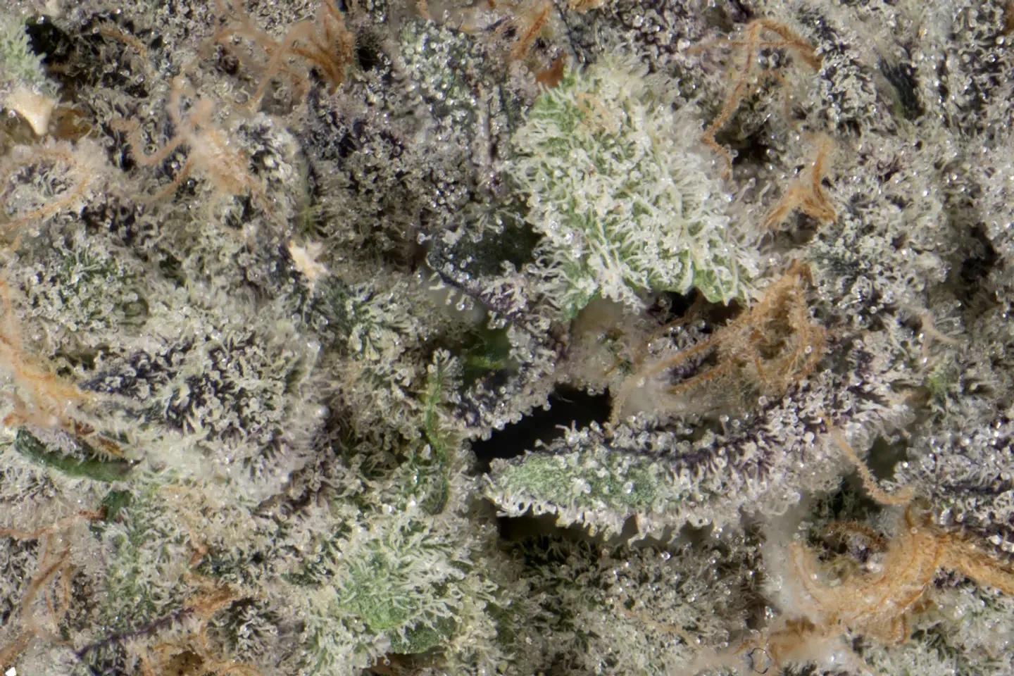 Flower House - House Flower Co. | Black Magic | Flower | 28 g | Indica Main Image