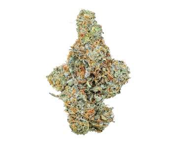 Pruf Cultivar - Pruf Cultivar Sunshine Lime