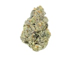 Pruf Cultivar Electric Blue #3