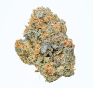 Pruf Cultivar Rainbow Belts 3.0 #8