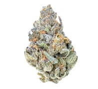 Pruf Cultivar Electric Blue #5