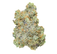Pruf Cultivar Funk From Mars