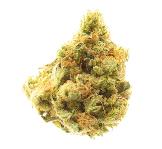 Pruf Cultivar - Pruf Cultivar TriDog