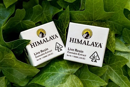 Himalaya - Himalaya Honey Bun Live Resin Terp Sugar 1g