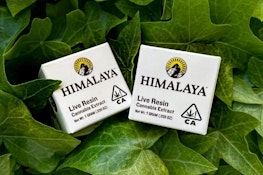 Himalaya Honey Banana Live Resin Terp Sugar 1g
