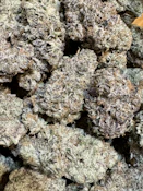 Psyclops | The Lone Tree