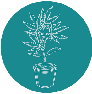 Hendrx Clone - Hendrx Clone - Rooted Plug - Gastro Pop