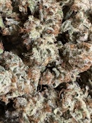 Salmon River OG x Bubblegum Haze | Brazen Earthworx