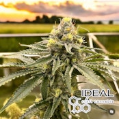 Ideal Craft Flower 3.5g - Fire Cherry Mimosa