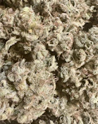 *Available Friday 12pm* Sour Saunders | Stony Brook Organics
