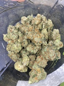 BSD Specialty Farms - BSD Specialty Farms- Platinum Garlic Breath Deli Flower