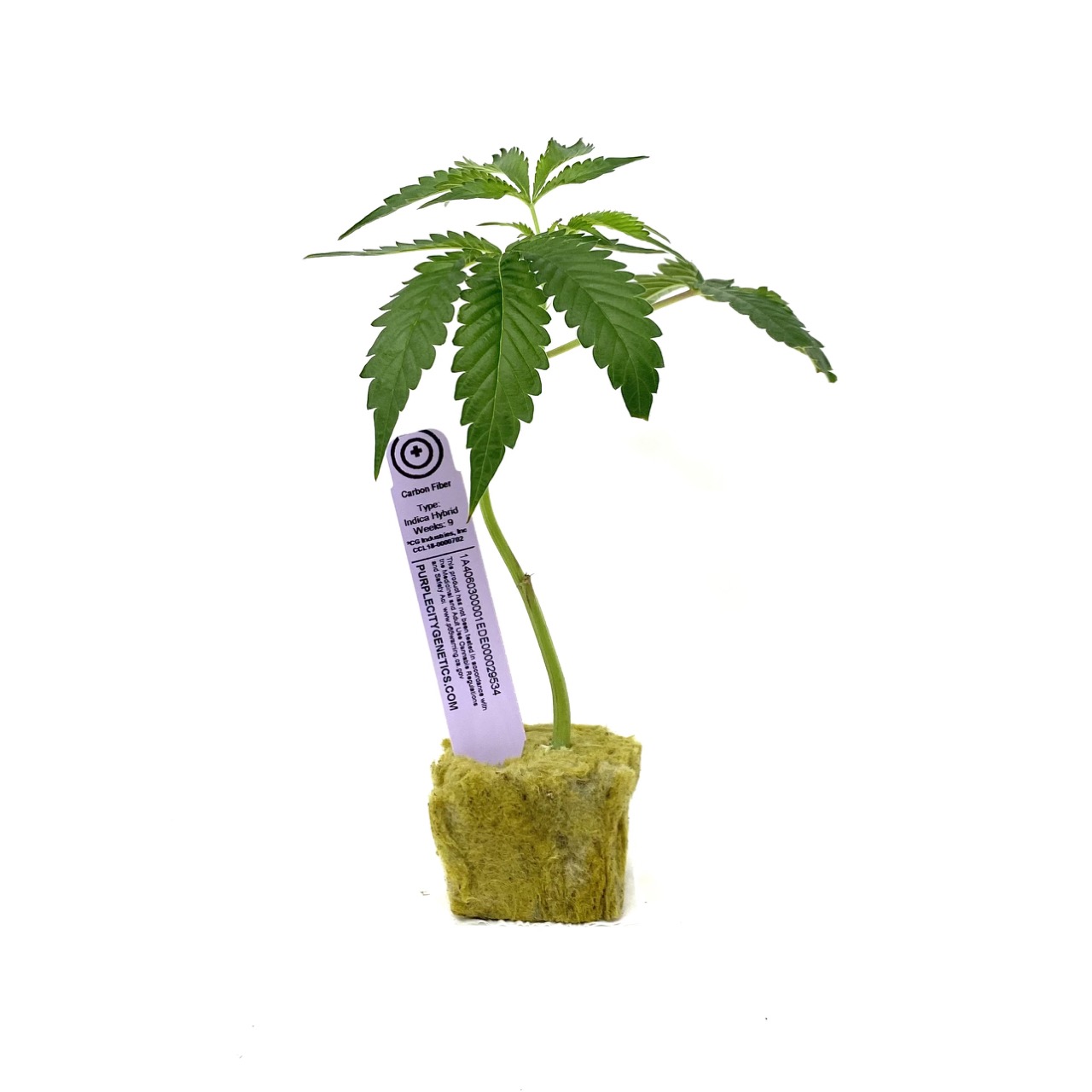 PURPLE CITY CARBON FIBER CLONE 1 Port Huenem...