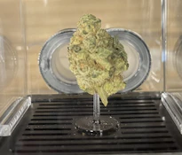 C43 Infinity Stoned Golden Sands Flower 3.5g