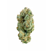 We Grow - Flower - Indoor - Gusherz - 14g