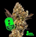 Triple OG 