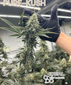 Ideal Craft 3.5 Flower - Pure Kush