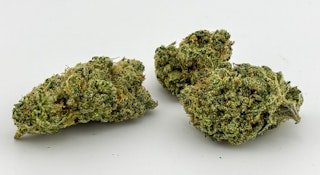 EC Worx | Hawaiian Dutch (S) | (9914)