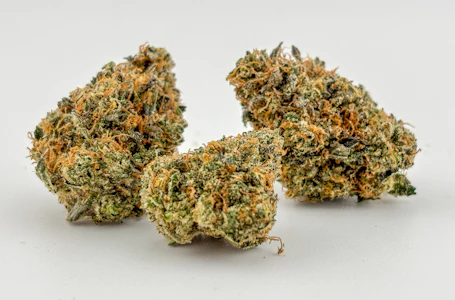 FOCUS NORTH - Focus North | Lemon Fields