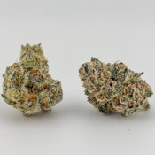 Focus North | Flower [H] | Yin Yang