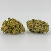 Alta Gardens | Flower [S] | Dutch Treat     