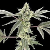 [REC] Green Lightning | Ice Cream Cake #2 | 3.5g Flower