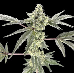 Green Lightning - [REC] Green Lightning | Ice Cream Cake #2 | 3.5g Flower