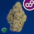 Product Preview Image 1