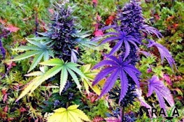 Bob's Nutty Professor 1g
