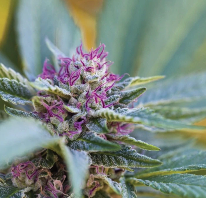 Juniper - Juniper - RS11- Pre-Roll -1g Main Image