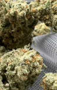 Green Leef Pharms - JACK HERER#1-3.5G