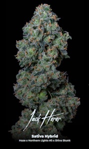 ALTERNATIVE SOLUTIONS - Jack Herer Deli Bulk Flower By Alt Sol