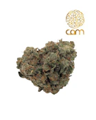 Jack Herer