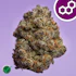 Product Preview Image 1