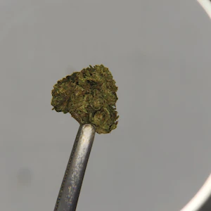 Williams Wonder - Williams Wonder | Flower [I] | Jokerz (2244)