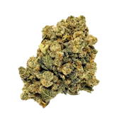 NV Jungle WiFi | 3.5g