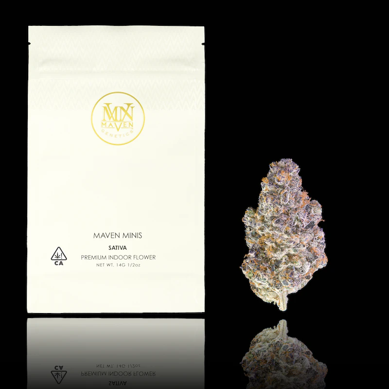 Maven Genetics - Key Lime Jack (Minis) - 14g (S) - Maven Main Image