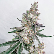 ExoticGenetix Kacklesnatch Seeds