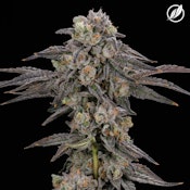 Kush Scout Flower S 26149
