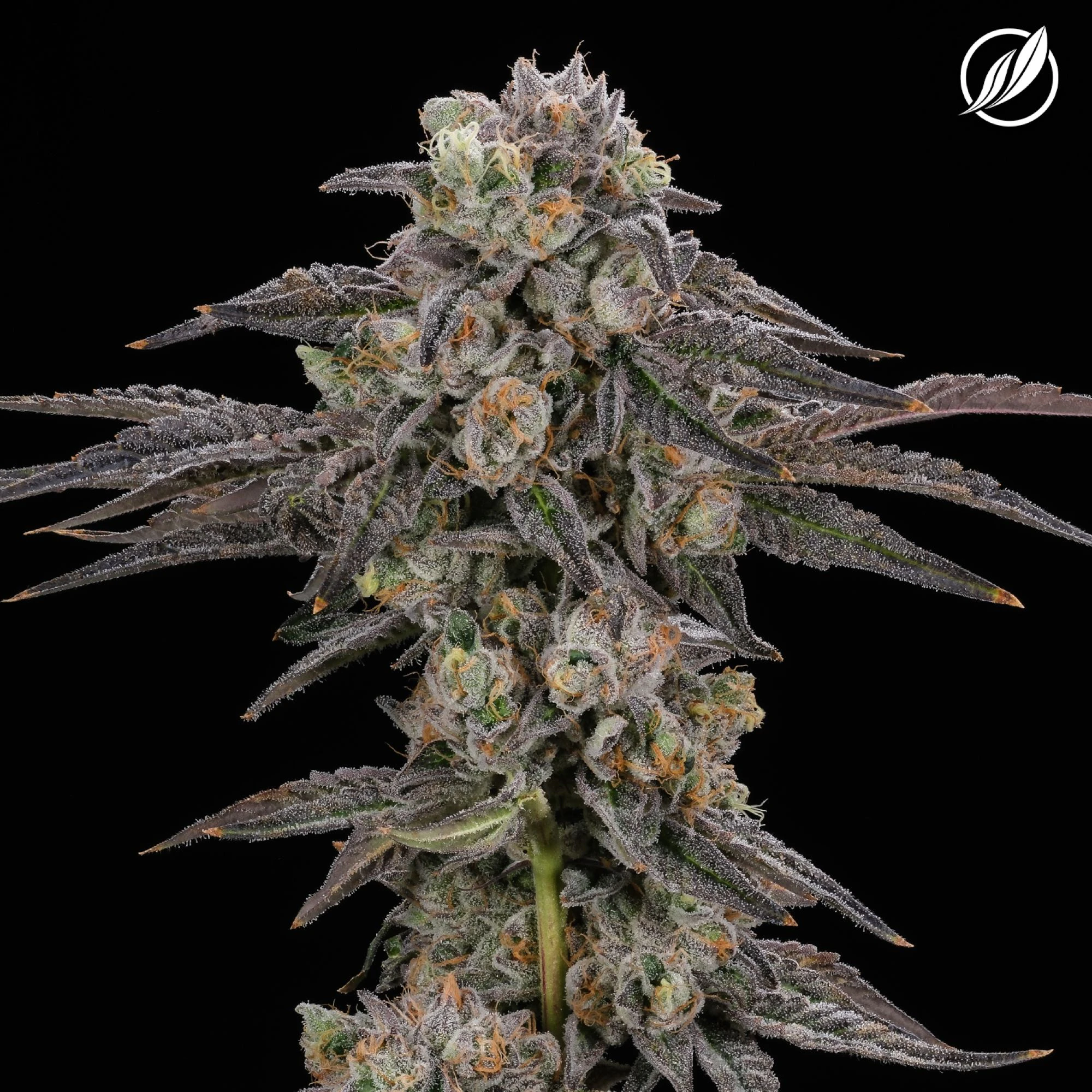 CT Pharma - Kush Scout Flower S 26149 Main Image