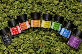 LIVE| Orange Crazy Train | 3.5g