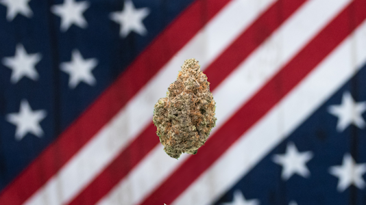 AMERICAN GROWN - American Grown-Lava Cake Deli Flower