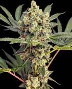 Lemon Batter Flower 7.0g