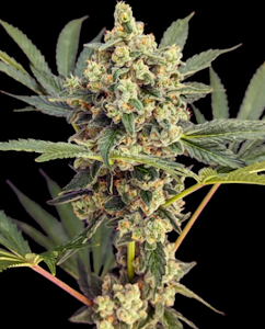 West Orange Farms - Lemon Batter Flower 14g