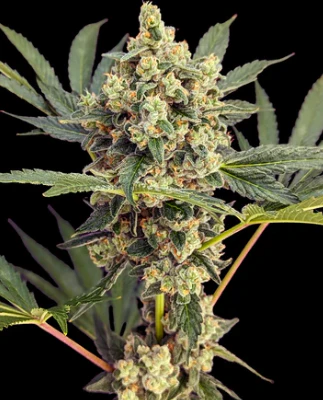 West Orange Farms - Lemon Batter Flower 14g Main Image