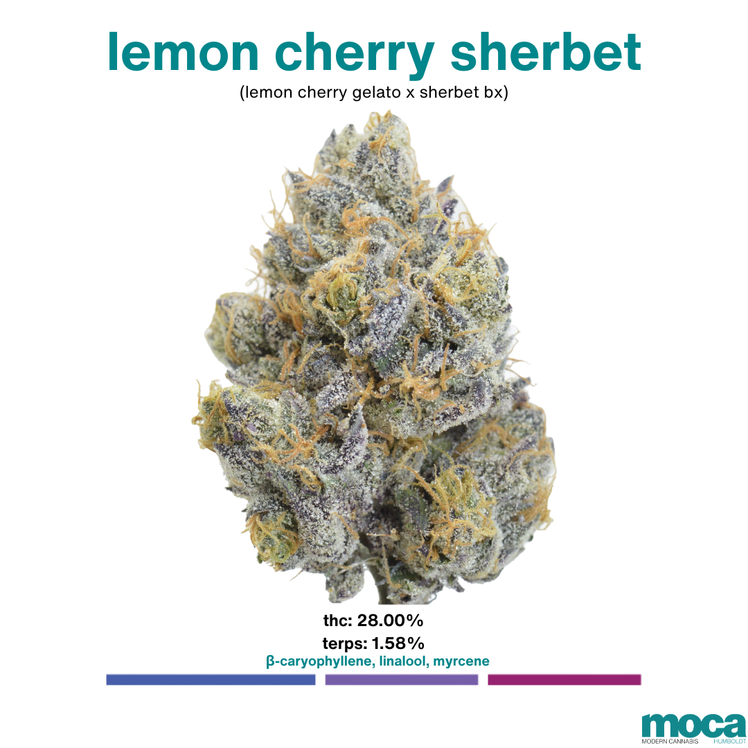 MOCA Flowers - 1/8th Jar - Lemon Cherry Sherbet